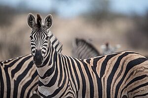 Empresas zebra, unicornio y camello, los modelos que redefinen el emprendimiento